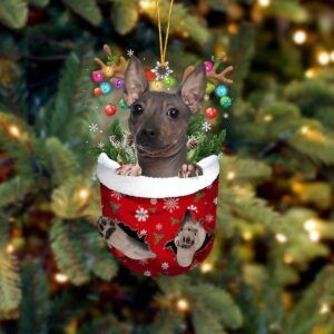 American Hairless Terrier In Snow…