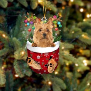 Australian Terrier In Snow Pocket…