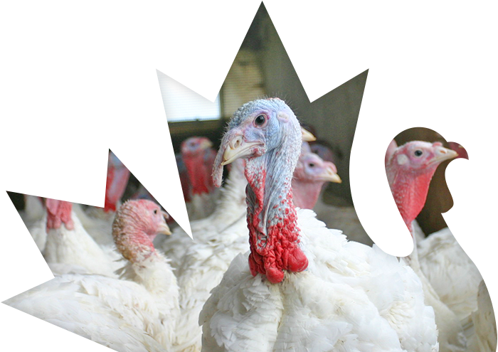 The Total Turkey Revenue for Thanksgiving Turkeys An Analysis of the Thanksgiving Tradition